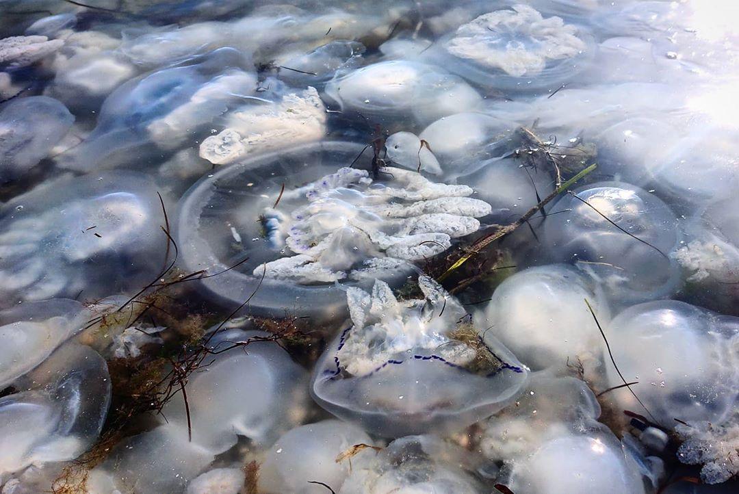 Рискнет купаться не каждый: появились свежие фото и видео нашествия медуз в Азовском море. ФОТО