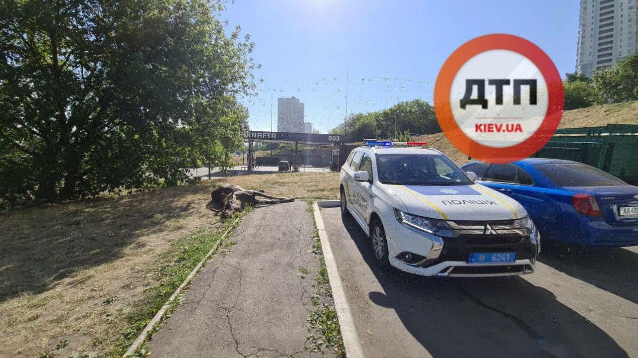 В Киеве авто на скорости сбило лося - момент попал на видео