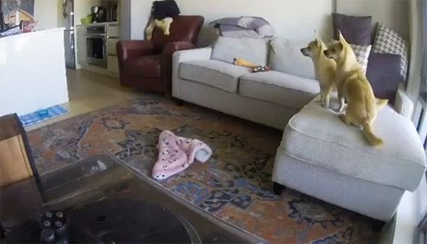Камера запечатлела, что делают собаки, когда хозяина нет дома - видео повеселило многих. ФОТО