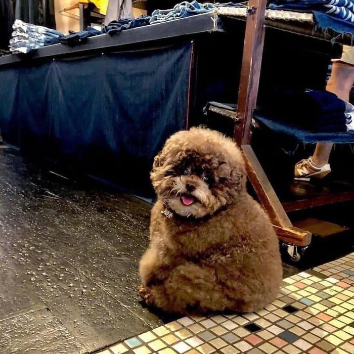 Пушистый пес по кличке Кокоро стал звездой сети - он похож на персонажа \"Звездных войн\". ФОТО