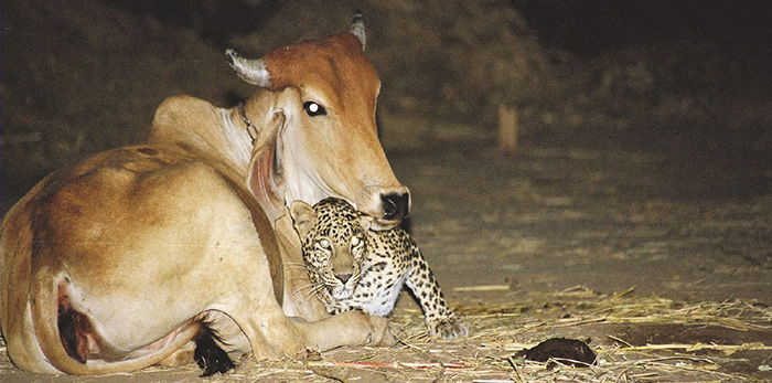 Корова и леопард стали друзьями и спят рядом - история поразила всех, но есть \"нюанс\". ФОТО
