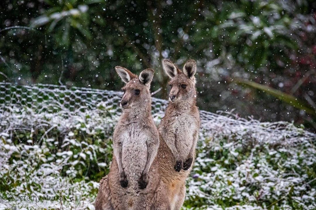 Австралию внезапно засыпало снегом, что стало шоком для кенгуру - фото и видео впечатляют