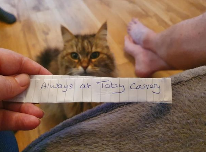 Кошка ушла из дома и вернулась с запиской - ее содержание заставило хозяев хохотать. ФОТО