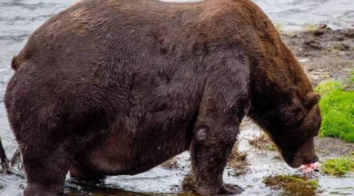 Медведь объелся лососем и взорвал сеть - такой походки еще не видели. ВИДЕО