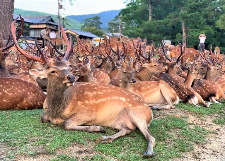 Сотни оленей в парке Нара ежедневно собираются в одно и то же время. ФОТО