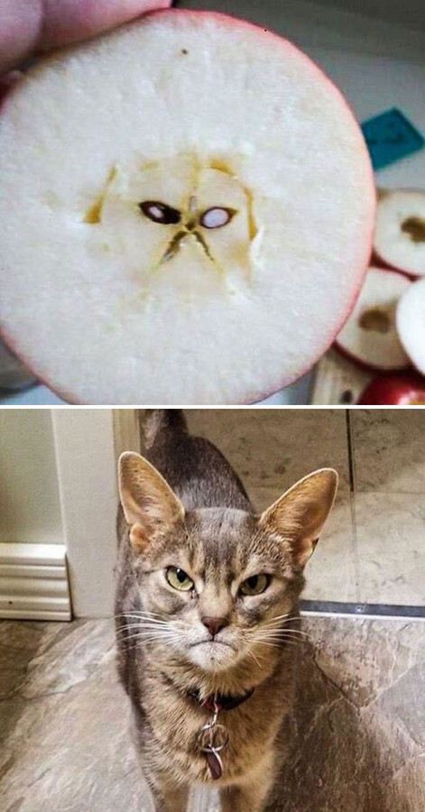 Фото оптических иллюзий, которые превратили обычные вещи в кошек. ФОТО