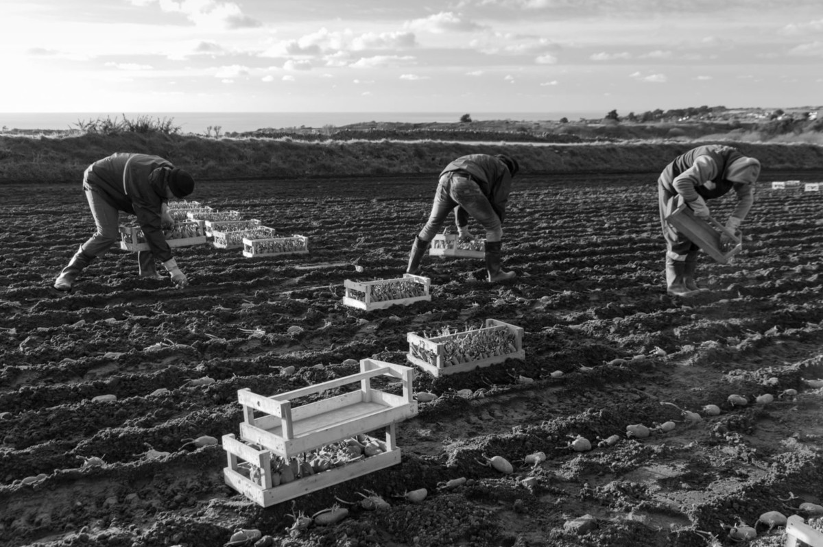 В Британии прошел конкурс на самое оригинальное фото картофеля. ФОТО
