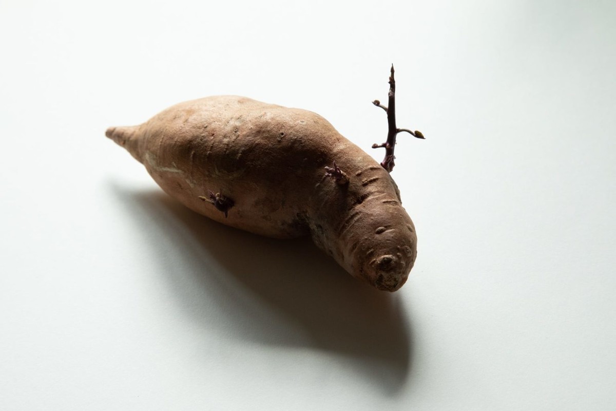 В Британии прошел конкурс на самое оригинальное фото картофеля. ФОТО