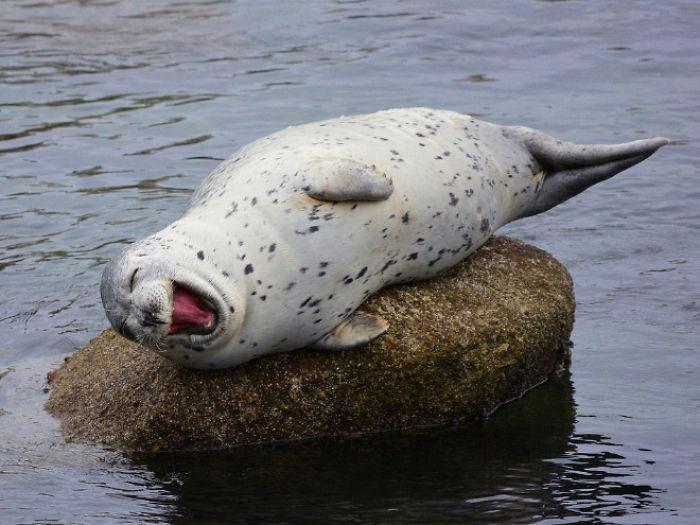 Забавные фото тюленей, которые выглядят так, словно услышали самую смешную шутку