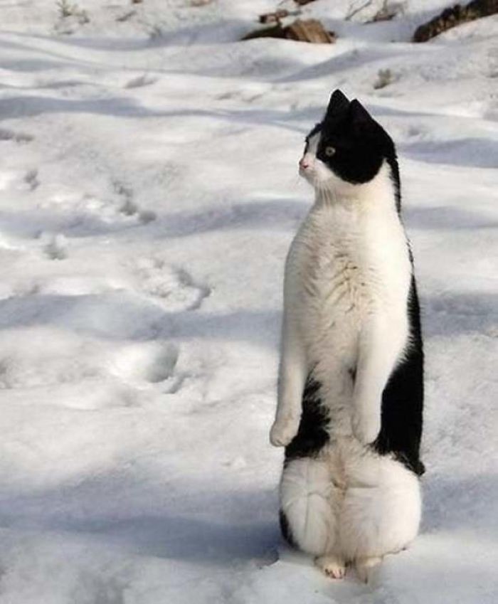 Курьезные фото котов, которые хотят быть пингвинами. ФОТО