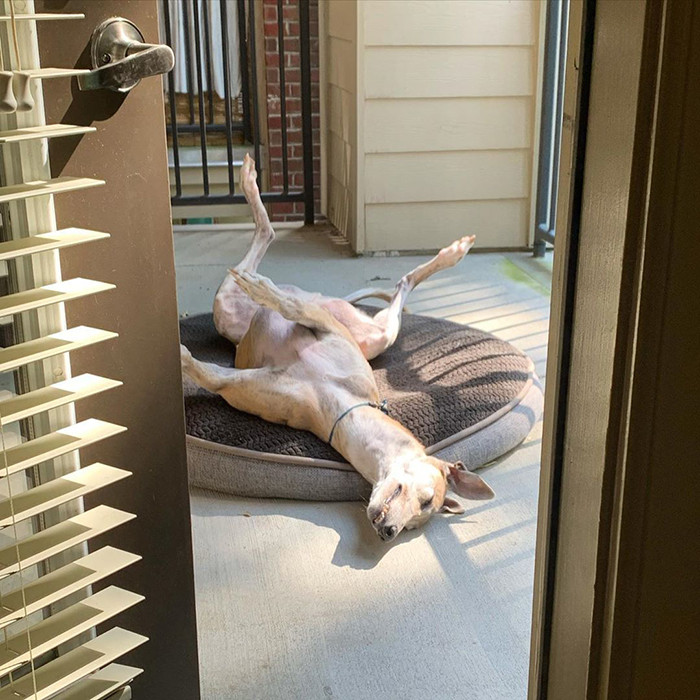 Я на солнышке лежу: домашние животные умеют расслабляться лучше людей