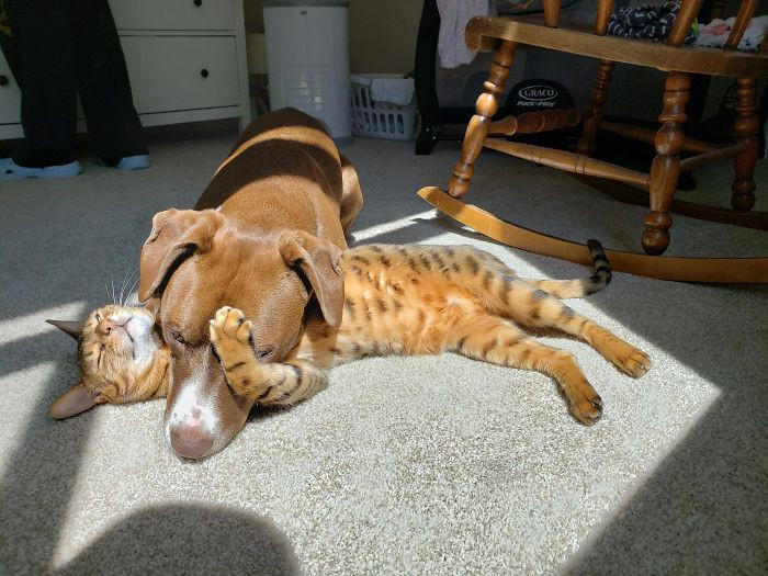 Я на солнышке лежу: домашние животные умеют расслабляться лучше людей