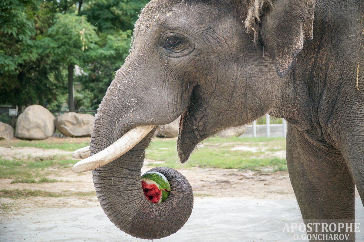Индийский слон против украинского арбуза. В Youtube появилось забавное видео