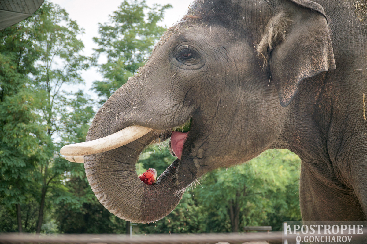 Индийский слон против украинского арбуза. В Youtube появилось забавное видео