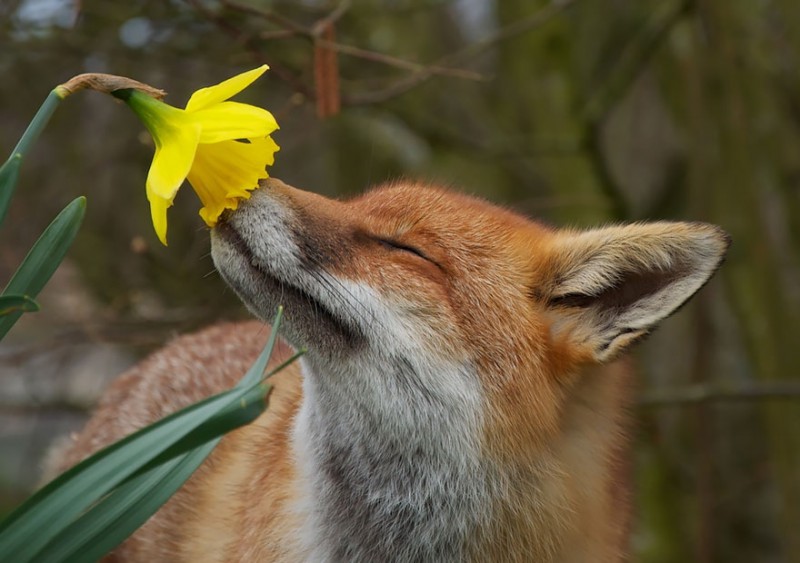 Очаровательные животные, которые наслаждаются ароматом цветов. ФОТО