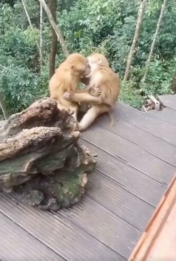 Фотограф заснял «человеческий» поцелуй обезьян. Фото