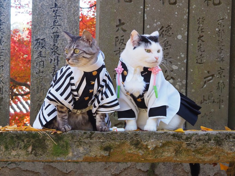 Парень шьет аниме-костюмы для своих кошек - вот лучшие из них. ФОТО
