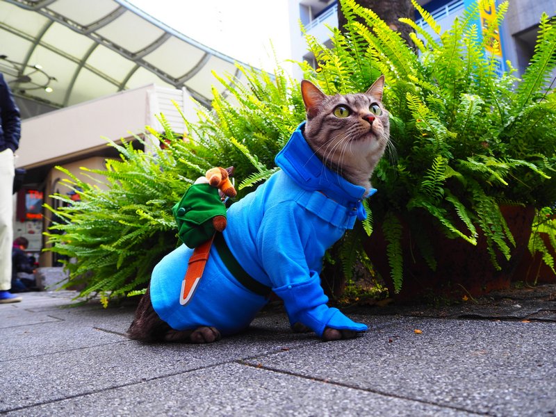 Парень шьет аниме-костюмы для своих кошек - вот лучшие из них. ФОТО