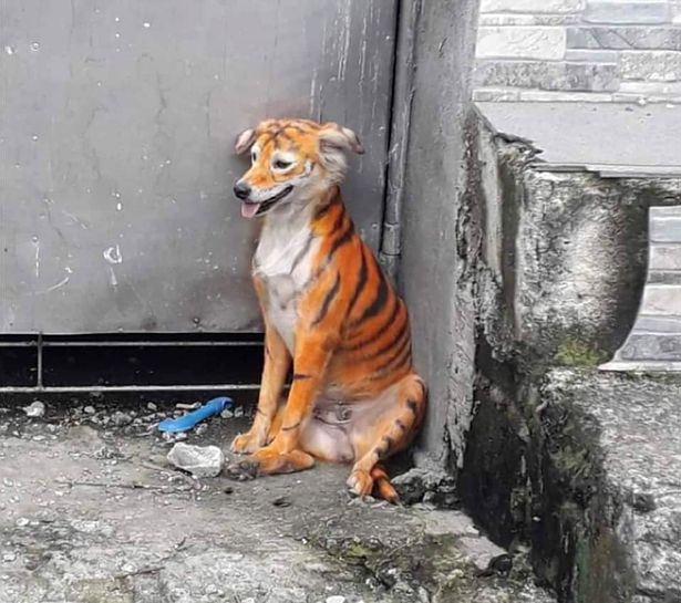 Посреди улицы заметили тигра, но это оказалось совсем другое животное. ФОТО