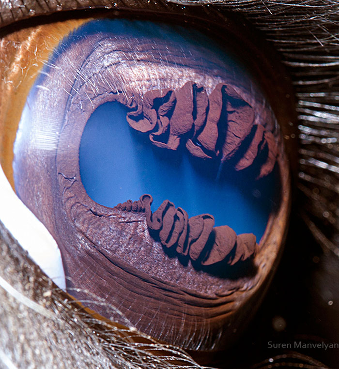 Глаза разных видов животных в ярких снимках. Фото