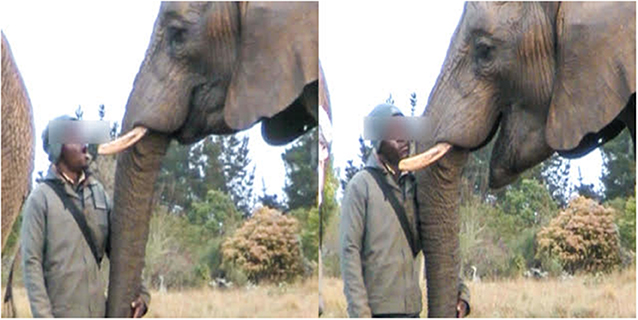 Уникальное открытие ученых: слоны могут зевать, подражая человеку. ВИДЕО
