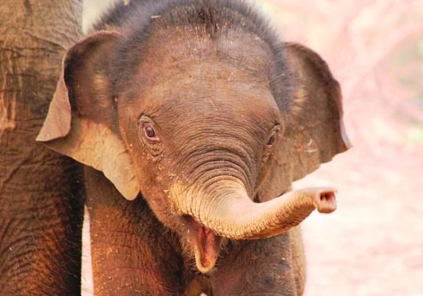 Забавные и милые слонята заряжают позитивом