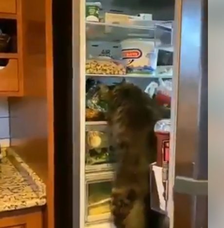 «Ограбление века»: Голодный кот решил полакомиться вкусняшками из хозяйского холодильника и стал звездой Сети. ВИДЕО