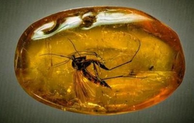 В китайском янтаре нашли насекомых из Прибалтики