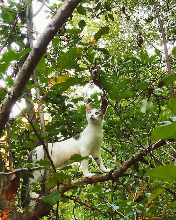 Котики, которые просто обожают сидеть на деревьях. ФОТО