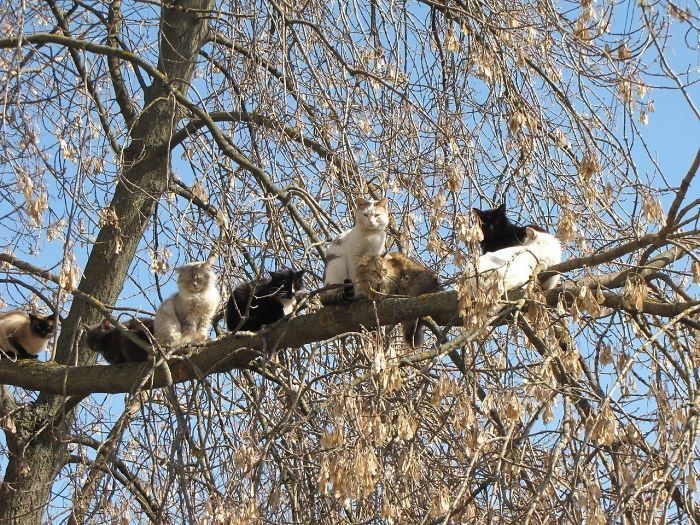 Котики, которые просто обожают сидеть на деревьях. ФОТО