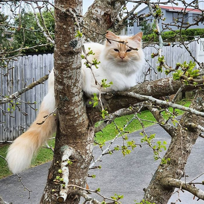 Котики, которые просто обожают сидеть на деревьях. ФОТО