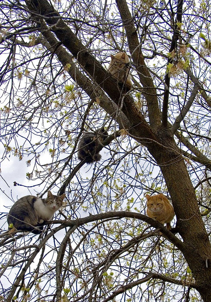 Котики, которые просто обожают сидеть на деревьях. ФОТО