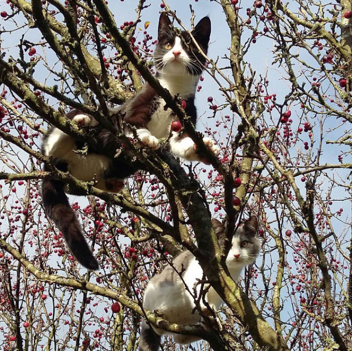 Котики, которые просто обожают сидеть на деревьях. ФОТО