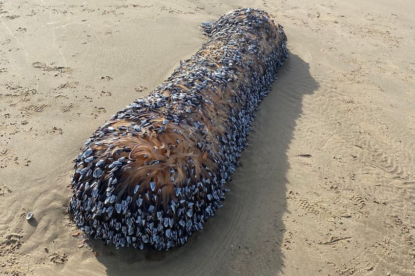 На берегу моря обнаружили огромное \"чудовище\" - фото и видео вызвали ажиотаж в сети
