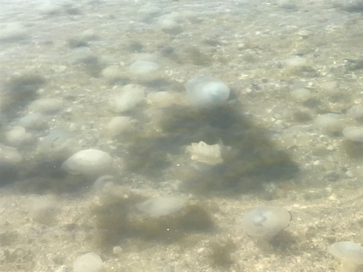 Нельзя даже искупаться: медузы с новой силой атаковали Азовское море. ФОТО