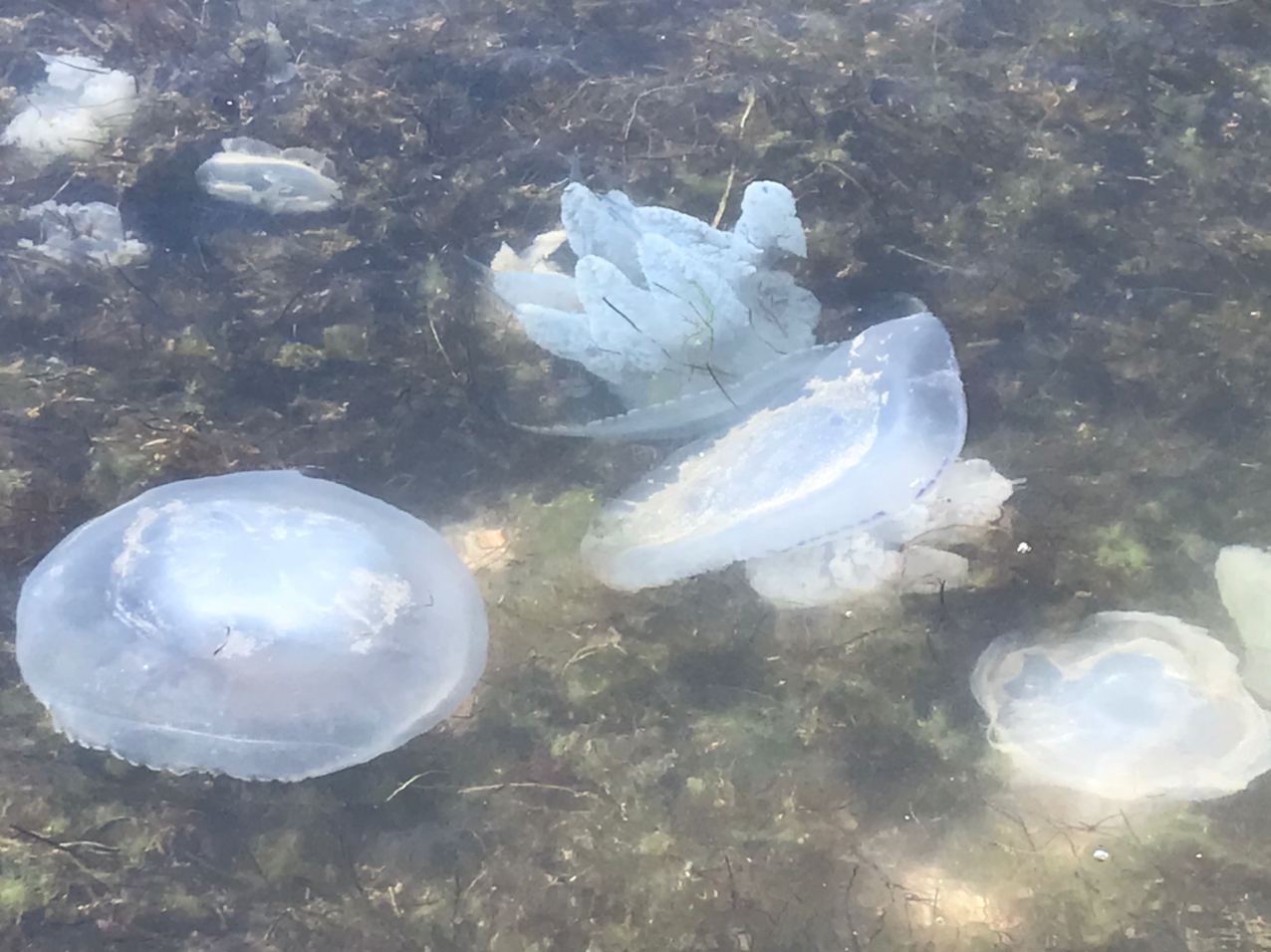Нельзя даже искупаться: медузы с новой силой атаковали Азовское море. ФОТО
