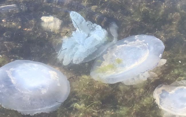 Нельзя даже искупаться: медузы с новой силой атаковали Азовское море. ФОТО
