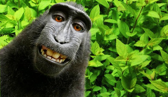 Селфи индонезийских обезьян стало предметом спора об авторских правах