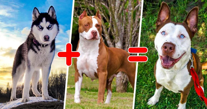 25 самых необычных пород собак, полученных в результате скрещивания. ФОТО