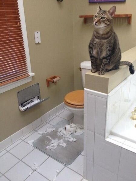 Котики и туалетная бумага