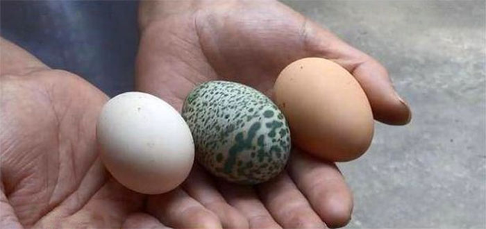Курица снесла зеленое яйцо с замысловатым узором и всех озадачила. ФОТО