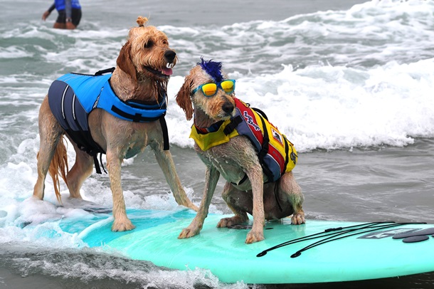 В США соревновались собаки-серфингисты. ВИДЕО