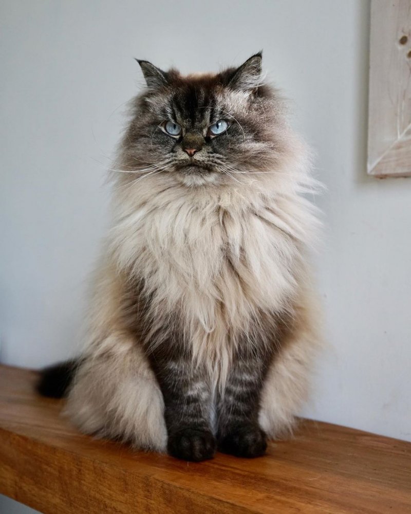 Взгляд сбивает с ног: В Сети показали смешные фото сурового кота. ФОТО