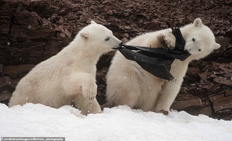 В Норвегии заметили белых медведей, поедающих пластиковые отходы. ФОТО