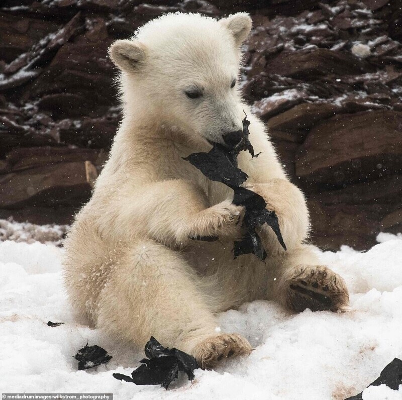 В Норвегии заметили белых медведей, поедающих пластиковые отходы. ФОТО