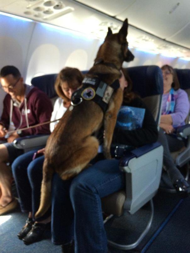 Курьезные снимки животные, которые стали самыми необычными пассажирами самолетов