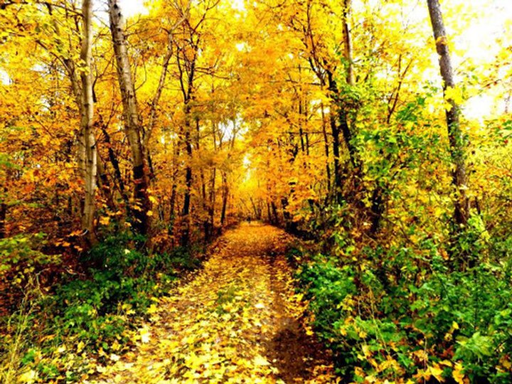 Как выглядят осенью красивейшие парки Украины. Фото