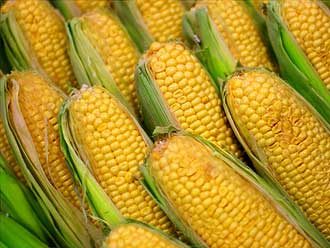 Украина стала лидером по поставкам кукурузы в Великобританию
