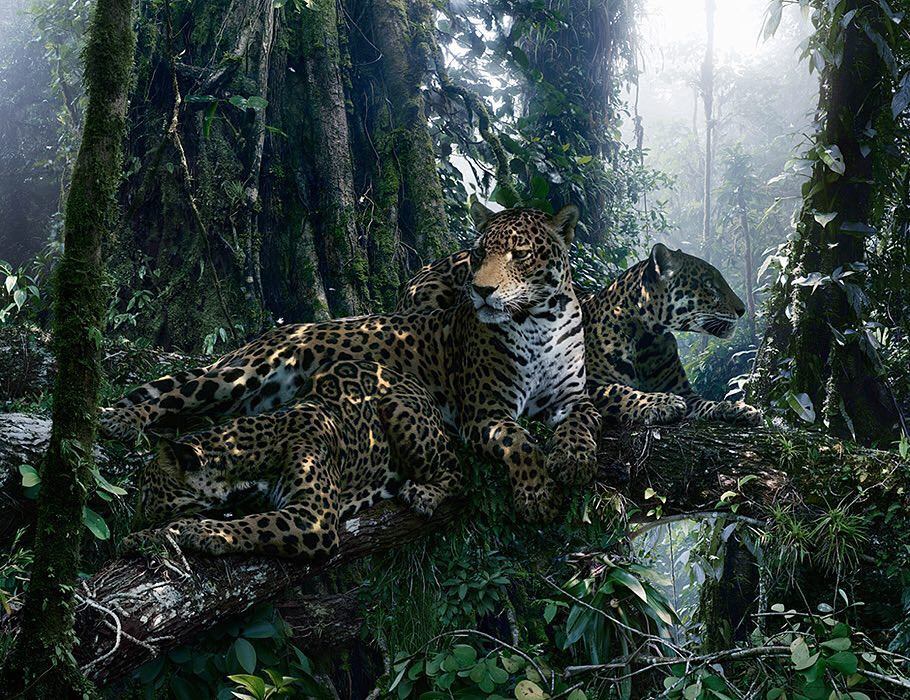 Красота мира животных на снимках Симена Йохана