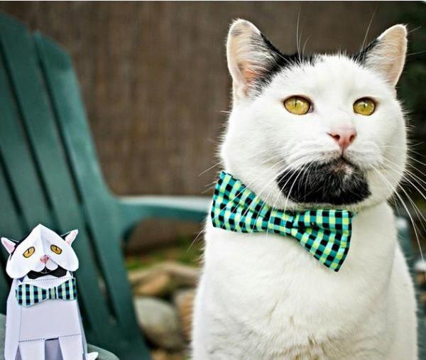 10 самых необычных знаменитых котов (ФОТО)